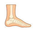 Ankle and foot injury