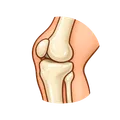 Knee